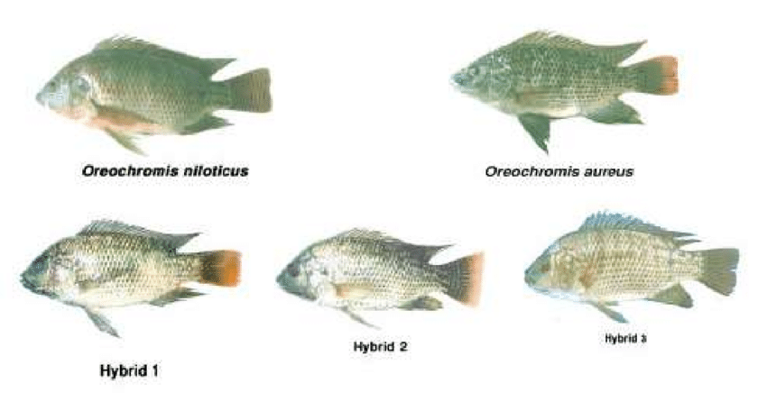 美食水手图片_美食水族图片高清_水族美食图片